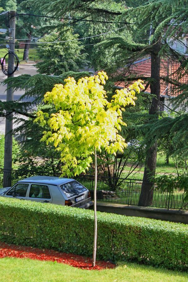 Apartmani15 Arandelovac Buitenkant foto
